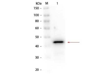 Western Blot: alcohol dehydrogenase Antibody [Biotin] [NB100-2001] - Lane 1: Alcohol Dehydrogenase (yeast). Load: 50 ng per lane. Primary antibody: Rabbit anti-Alcohol Dehydrogenase (Yeast) Antibody Biotin Conjugated at 1:1,000 overnight at 4C. Secondary antibody: Peroxidase Streptavidin Antibody at 1:40,000 for 30 min at RT. Block: incubated with blocking buffer for 30 min at RT. Predicted/Observed size: 37 kDa, 45 kDa for Alcohol Dehydrogenase (yeast).